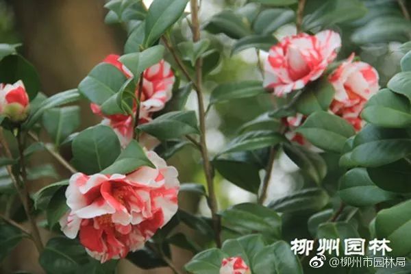 茶花新品种——金镶玉，绽放的华丽之美