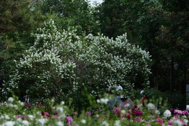 北京植物品种，探寻首都的自然宝藏