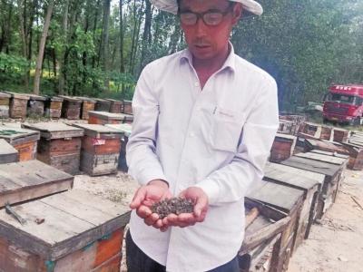 栾树品种及其花期研究