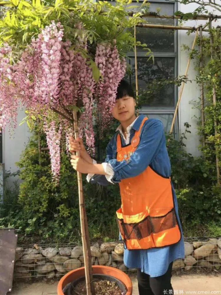 紫藤的常见栽培品种及其特点