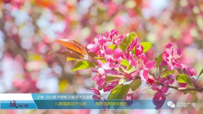 炫丽海棠——北美品种探析