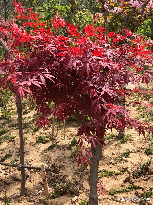 红枫品种推荐