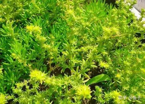 黄金佛甲草的品种，探索与赏析