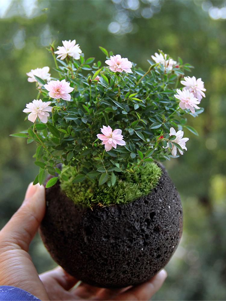 月季花品种价格及其市场趋势分析