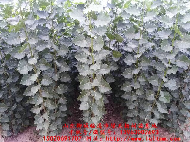 怎样辨别杨树107品种