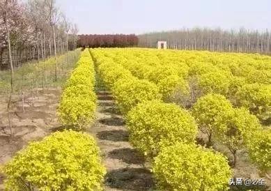 河北苗木品种繁多的地区探寻