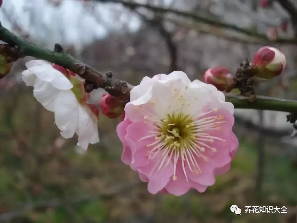 优良品种梅花的特点及其鉴赏