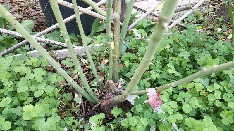 灌木苗品种及其特点