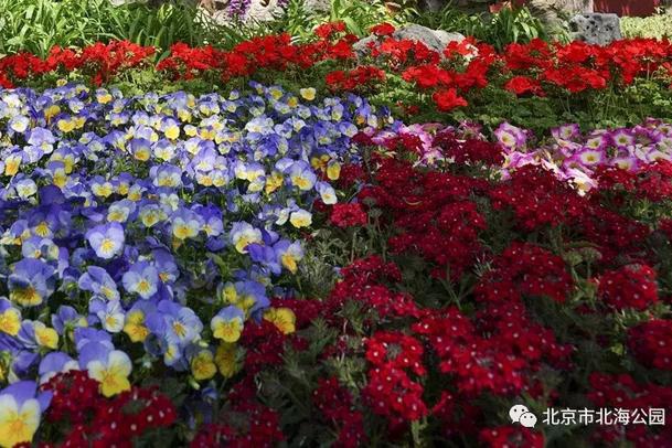 花坛观花品种，探索花卉世界的多彩魅力