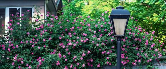 北方庭院花卉品种及其特点