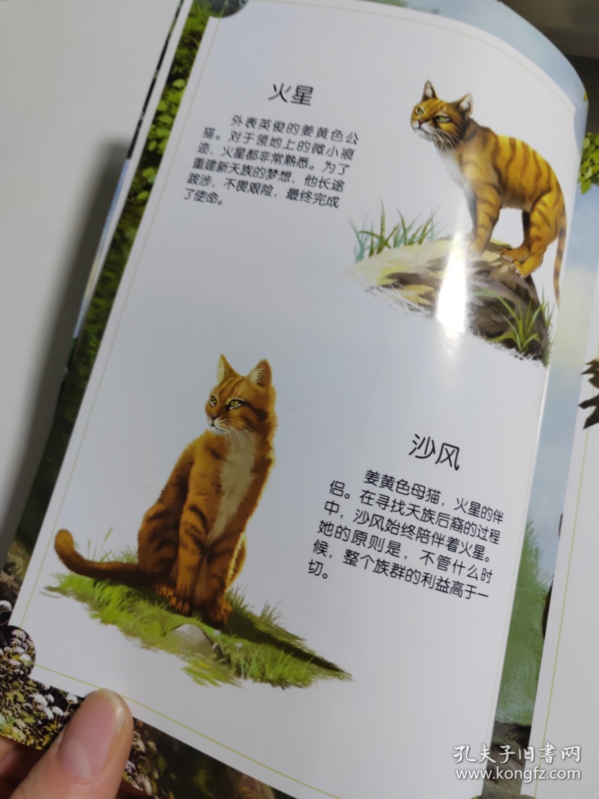 我推荐的一本书——猫武士