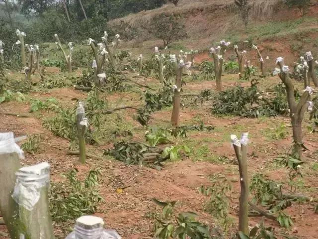 提高苗木成活率的关键，单品种管理策略
