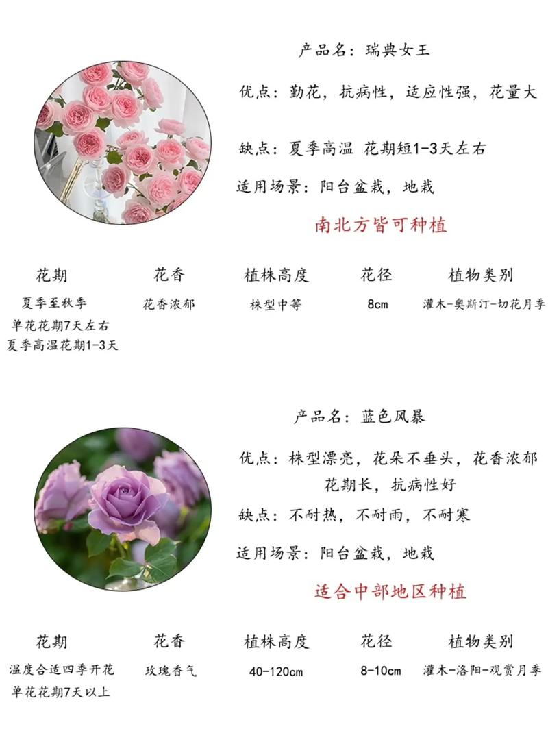 湖南品种月季价格研究