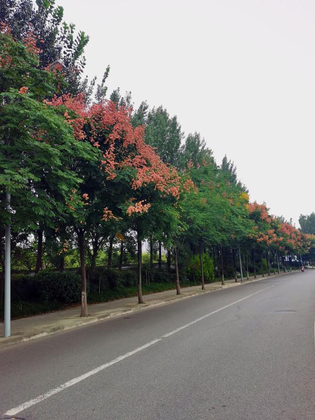 行道树品种乔木，城市绿化中的璀璨明珠