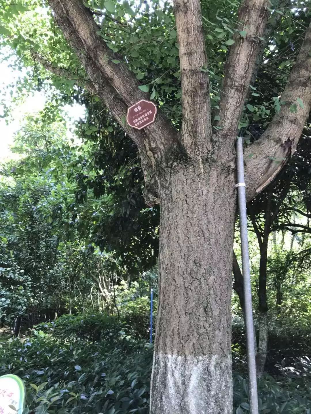 榉木树种的品种多样性