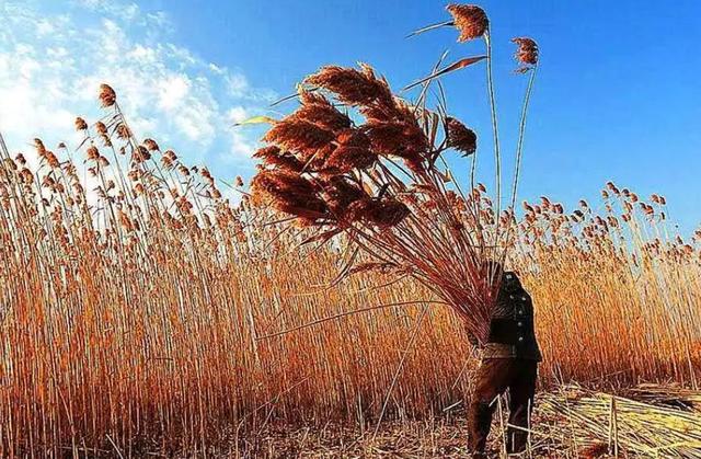 芦苇的品种与生态价值