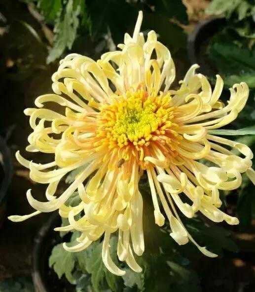 园林常用菊花品种及其特点