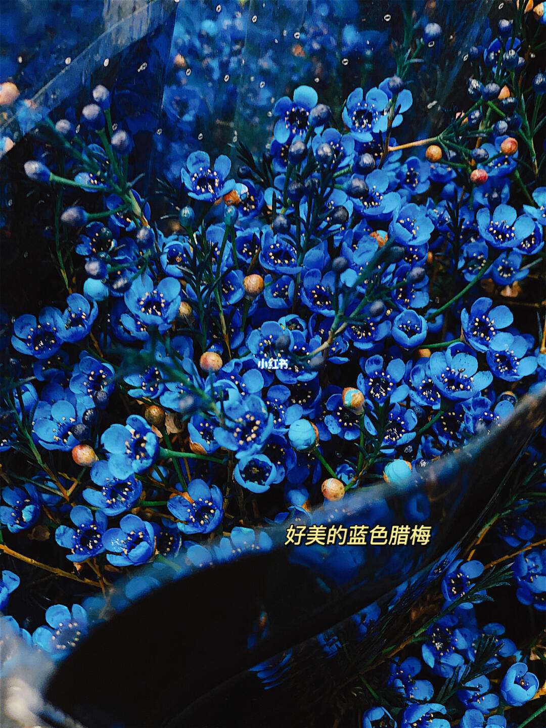 蓝色腊梅的品种解析