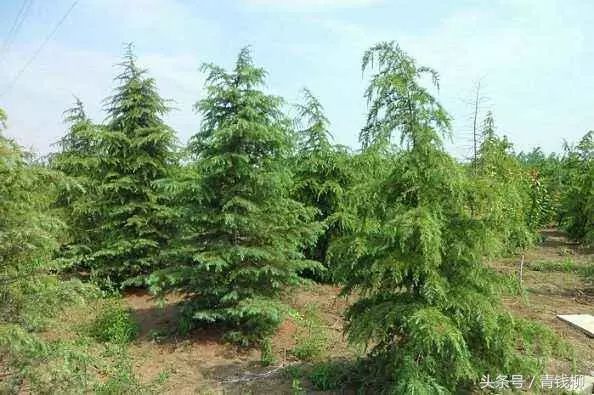 河北苗木品种，多样性与独特魅力