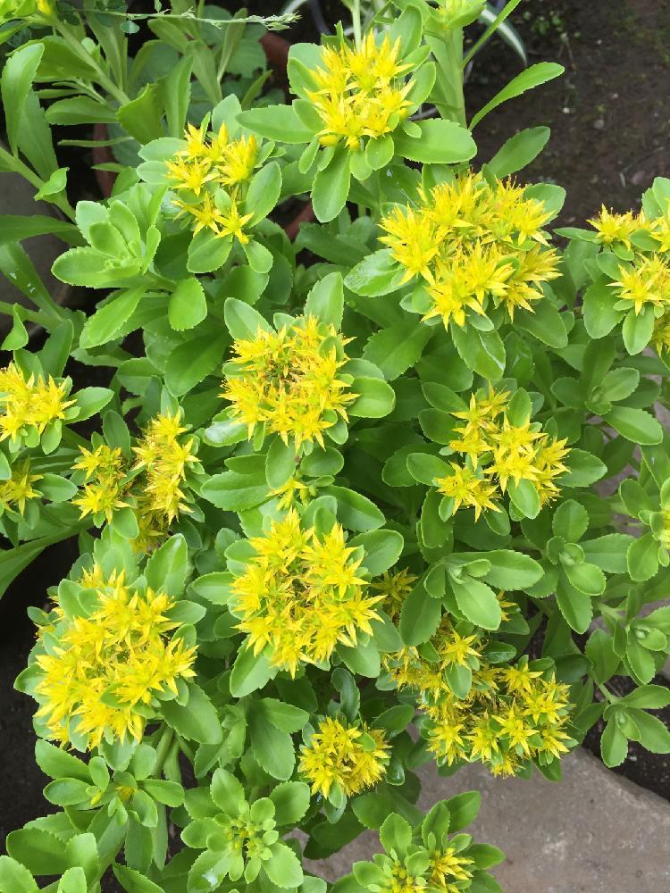 植物三七的品种及其特点