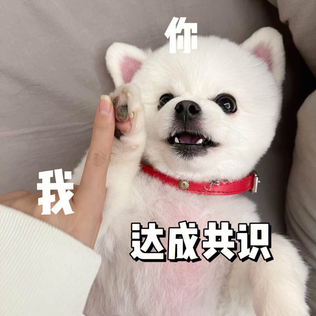 狗狗H表情包，萌宠新风尚与数字时代的交流利器