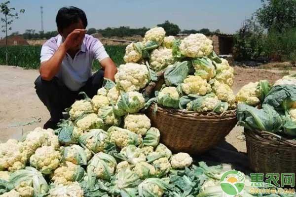 探究品种滞销的原因及其应对策略