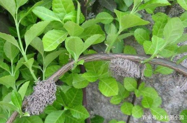 扶芳藤品种，探索其多样性及独特魅力