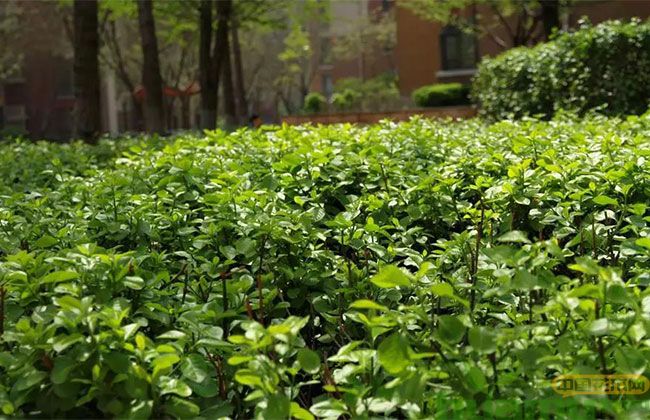 陕西常用绿化灌木品种及其生态价值与应用前景