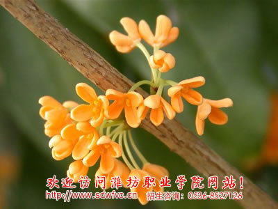 优秀桂花品种，探索其独特魅力与品种多样性