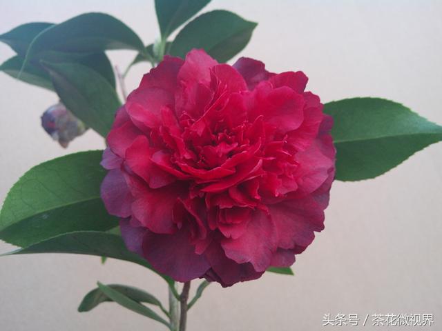 茶花品种繁多，如何辨别其品种？