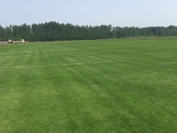 草坪基地品种，打造绿色生态的多样性与丰富性