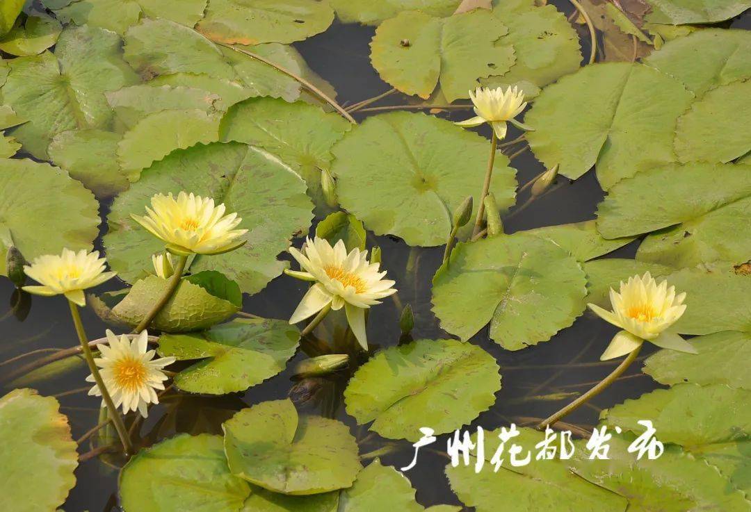 香水莲的品种及其特点