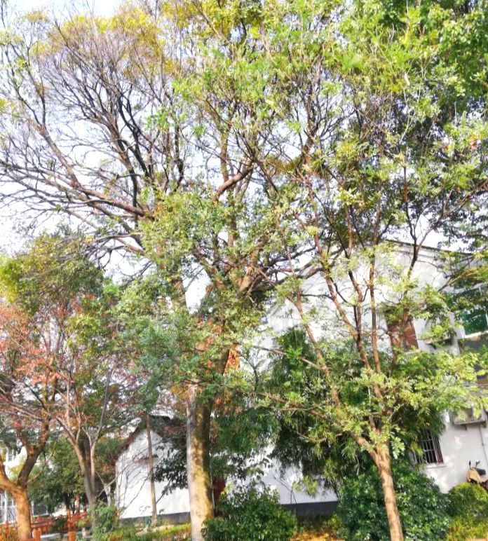 榉树品种繁多，探索不同种类的榉树及其特点