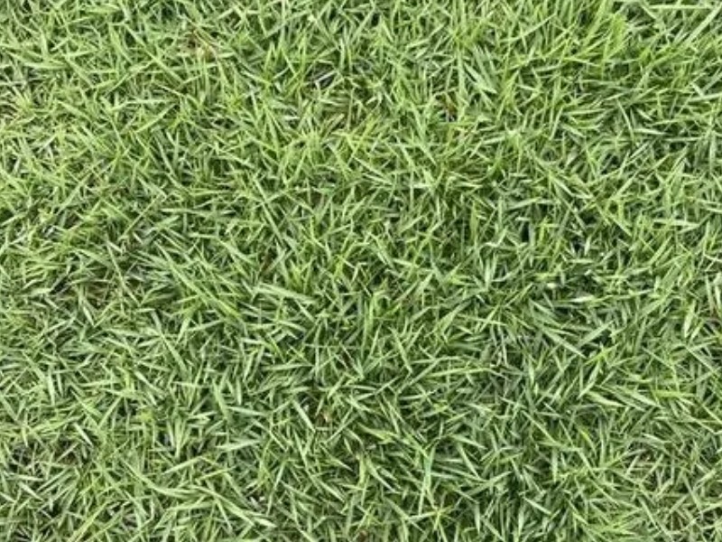 百慕大草，单一品种还是多元混合？