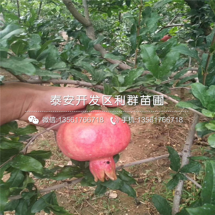 石榴品种繁多，各具特色，本文将介绍几种常见的石榴品种及其图片，带您领略石榴的美丽与魅力。
