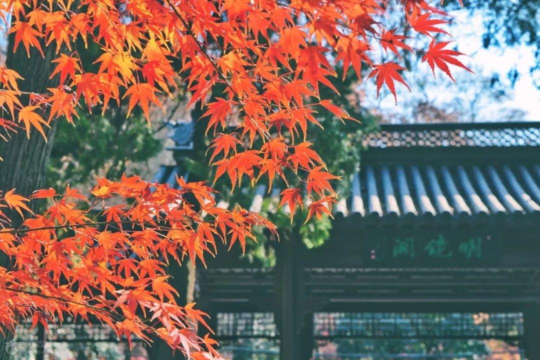 校园红枫树木品种图片及其独特魅力