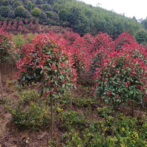 红叶石楠的品种及其特点