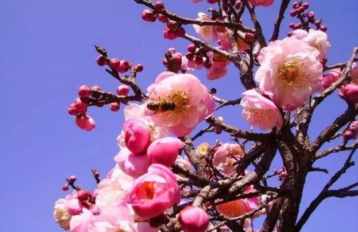 梅花品种繁多，各具特色，哪些品种好养呢？本文将为您介绍几种适合养护的梅花品种。