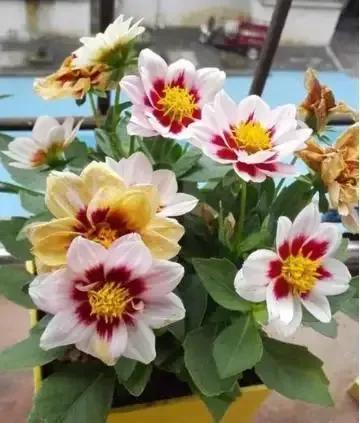 小丽花品种繁多，千姿百态，绚烂多彩