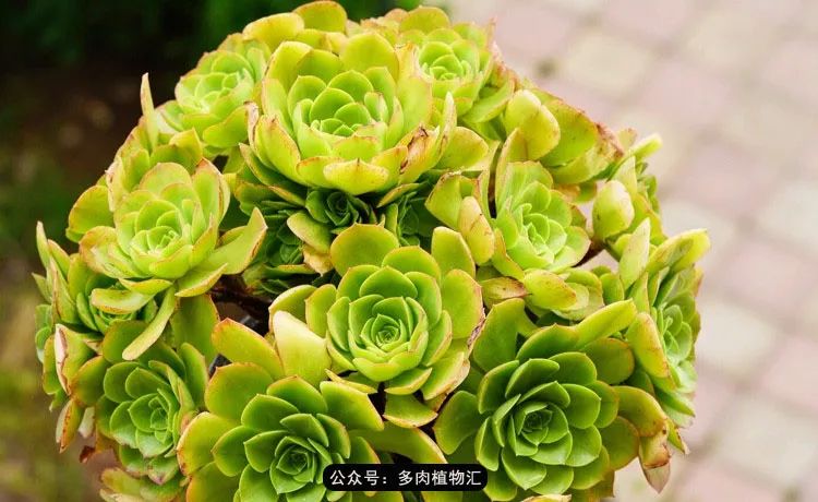 鸡蛋花开的时刻，自然之美与时间之舞