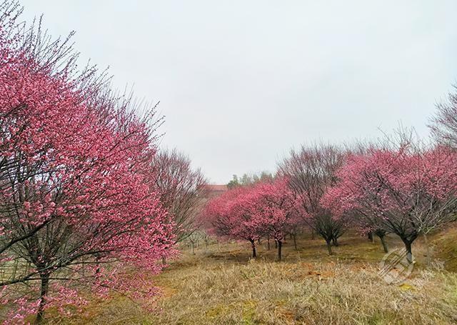 梅花树苗品种繁多，各具特色，如何选择一株品质优良的梅花树苗，对于园艺爱好者和专业种植者来说都是一个值得探讨的问题。本文将介绍几个常见的梅花树苗品种，并阐述它们的优点，以便您做出最佳选择。