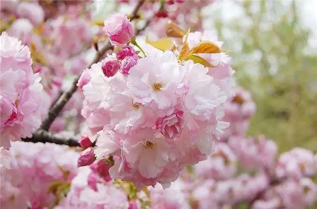 樱花品种分类大全，从初识到深入了解