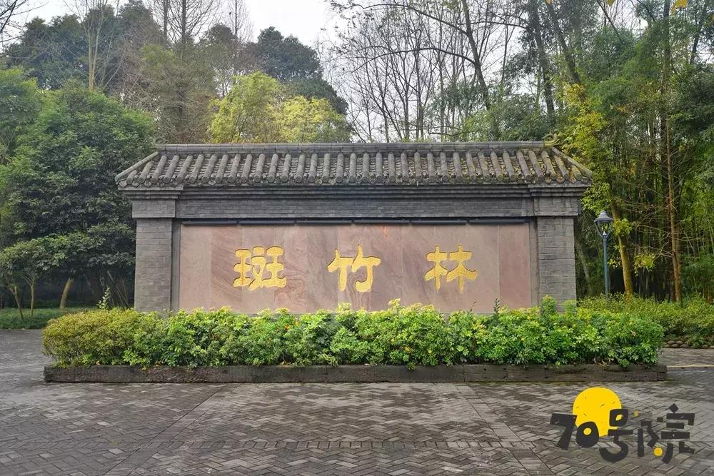 桢楠品种，珍贵树种的特点与魅力