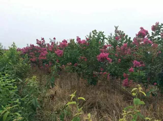 路边绿化苗木品种及其重要性